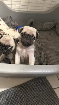 Cuccioli di Carlino con Pedigree - Foto 4