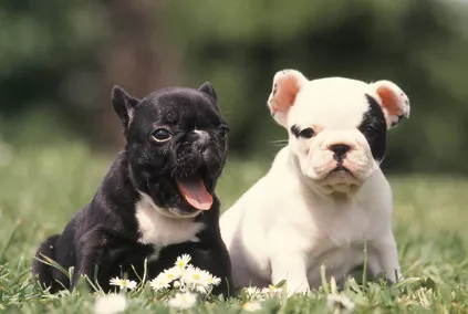 Regalo Bulldog Francese