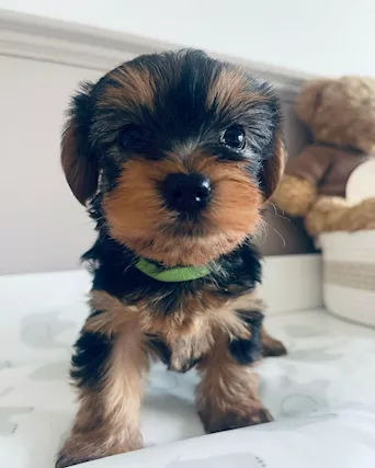 Cuccioli di Razza Yorkshire Terrier - Foto 5