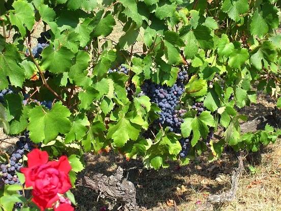 UVA da VINO - Foto 4