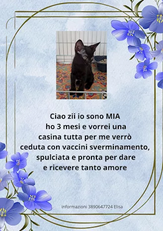 Regalo gattini