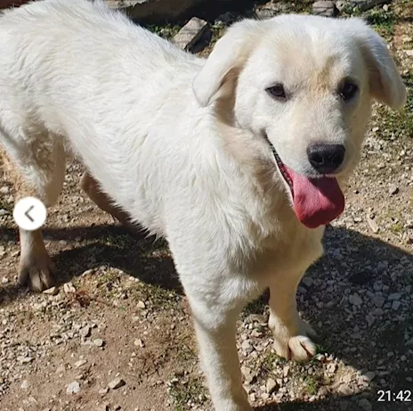 Bianca 8 mesi bellissima cresce in canile. Molise