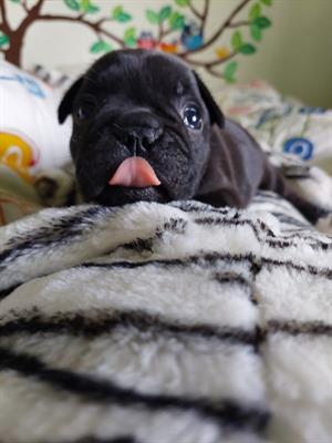 Cuccioli Bouldog francese
