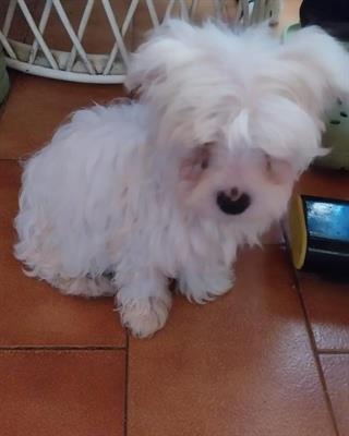 Cuccioli di Maltese