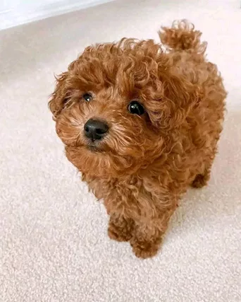 Cuccioli di barboncini toy - Anteprima 1
