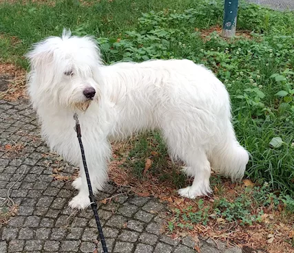 Cedo cane