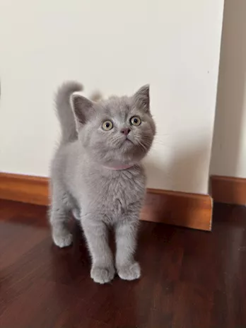 Disponibile cucciola brithish nata