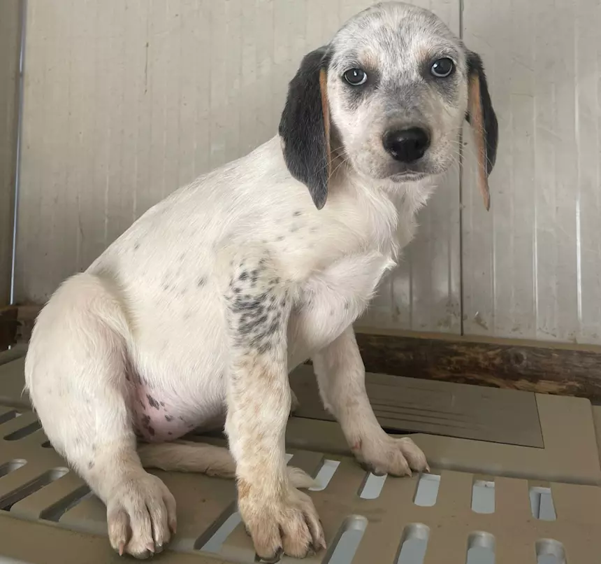 Sirya - Guardate che meraviglia: Penelope, taglia media