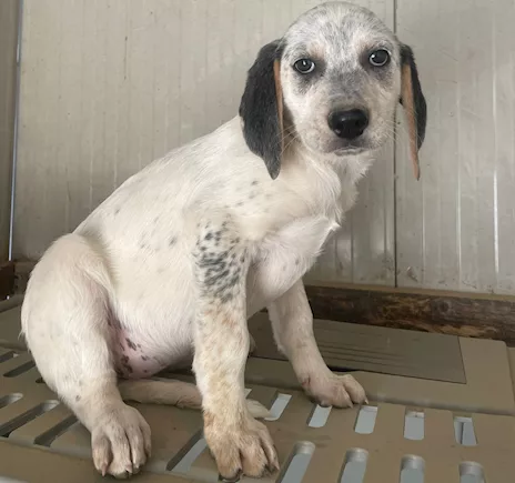 Sirya - Guardate che meraviglia: Penelope, taglia media - Anteprima 1