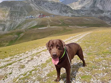 Labrador choccolate per accoppiamento