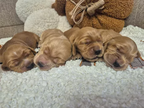 Cuccioli Cocker Spaniel