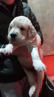 Cuccioli di Golden Retriever con Pedigree - Foto 4