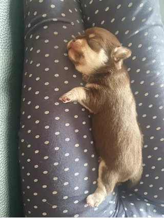 Chihuahua pelo corto colore cioccolato