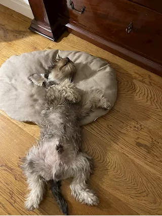 Schnauzer femmina sale e pepe per accoppiamento - Foto 3