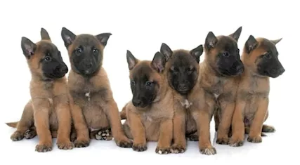 Cuccioli Allevamento Pastore Belga Malinois Italia