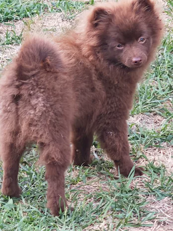 Ultimi cuccioli spitz tedesco piccolo (kleinspitz), colore neri - Foto 2