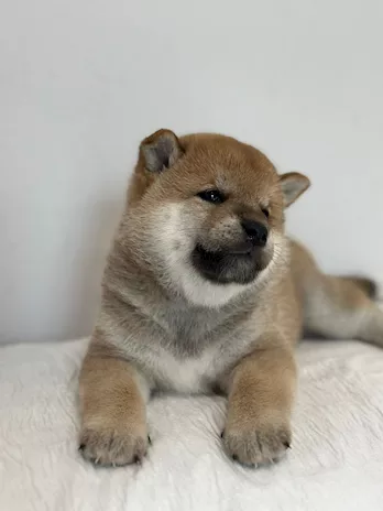 Vendo - Vendo cuccioli di Shiba Inu Rossi - Foto 6