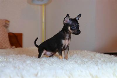 Maschio di russian toy con pedigree
