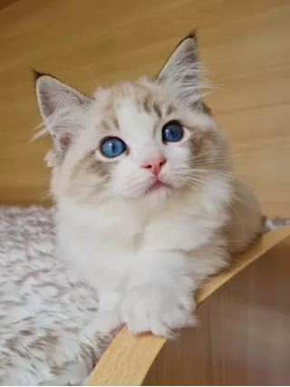 Dolcissime cucciole di Ragdoll con pedigree