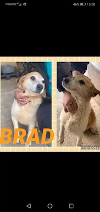 Brad dolcissimo cagnolino taglia