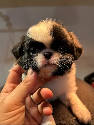 Japan chin