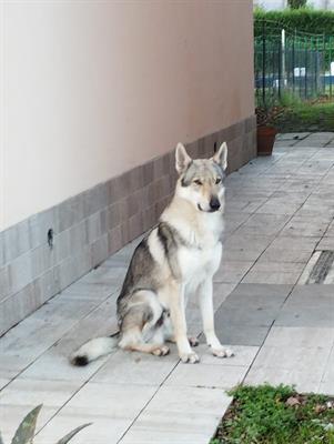 Cuccioli di Lupo Cecoslovacco - Foto 2