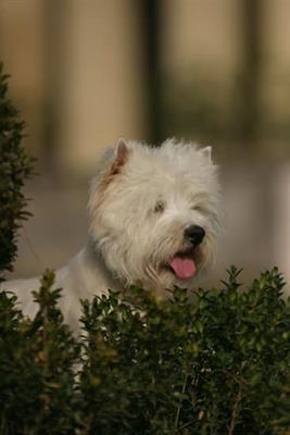 Cuccioli West Highland White Terrier