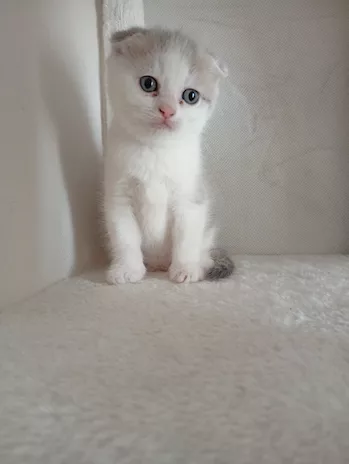 Scottish Fold