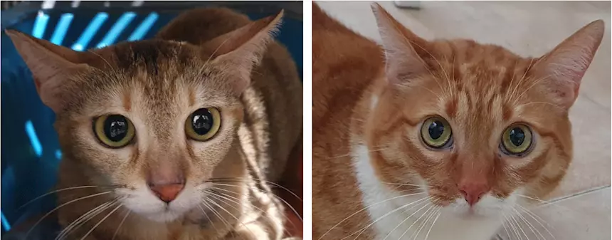 Ciccio e Luna, maltrattati, cercano serenità