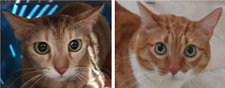 Ciccio e Luna, maltrattati, cercano serenità - Anteprima 1