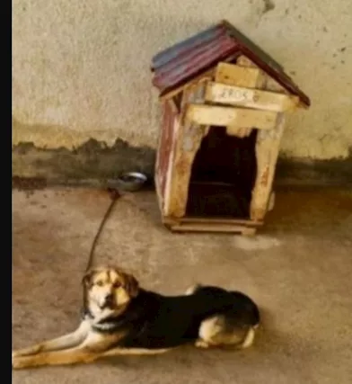 Mix Pastore 4 anni x 2 anni a catena.MILANO - Foto 6