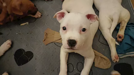Staffordshire Bull Terrier