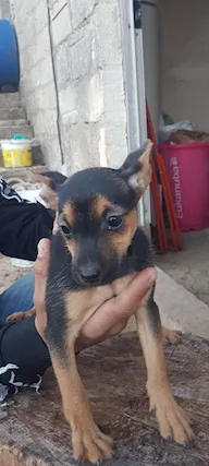 Pincher nano in vendita a Ragusa