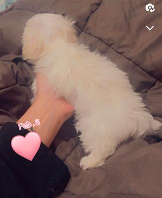 Cuccioli Razza maltese, peso 3 kg - Foto 4