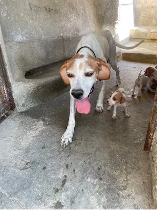 Cuccioli di Pointer - Foto 2