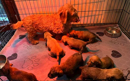 Bassotto pelo duro cuccioli - Anteprima 1