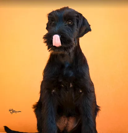 Cuccioli di Schnauzer Gigante Nero