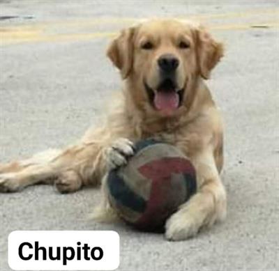 Foto - 11