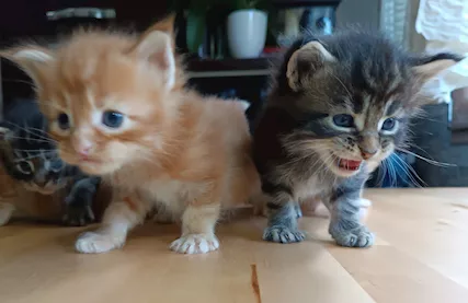 Cuccioli Maine Coon pedigree genealogia premiata