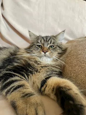 Gatto Siberiano per accoppiamento