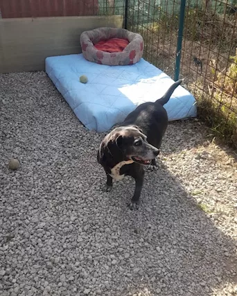 Dolce Cagnolino, taglia media - Foto 5