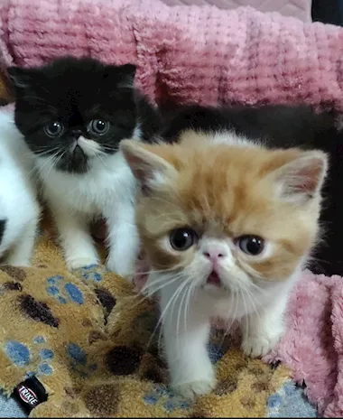 Disponibili cuccioli di Persiani ed Exotic
