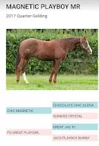 Reining Horse