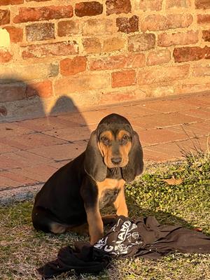 Cucciolo segugio italiano pelo raso