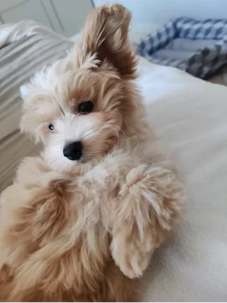 Maltipoo - Per problemi condominiali do in adozioni - Anteprima 6
