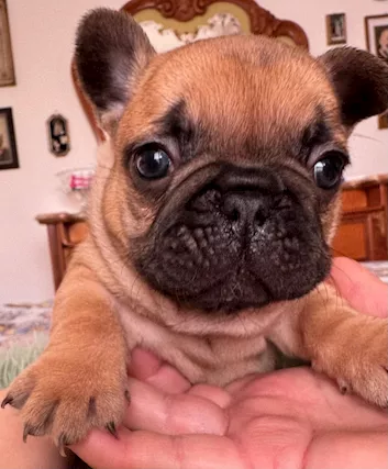 Bulldog francesi, color fulvo - Foto 3
