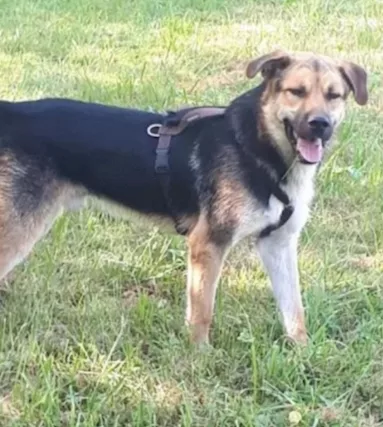 Mix Pastore 4 anni x 2 anni a catena.MILANO - Foto 4