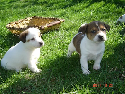 Jack Russell cuccioli