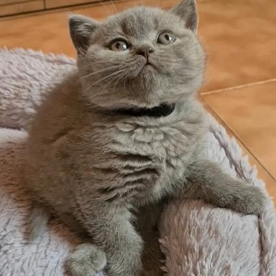 Cuccioli Razza British Shorthair - Foto 6