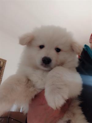 Lapinkoira cuccioli disponibili